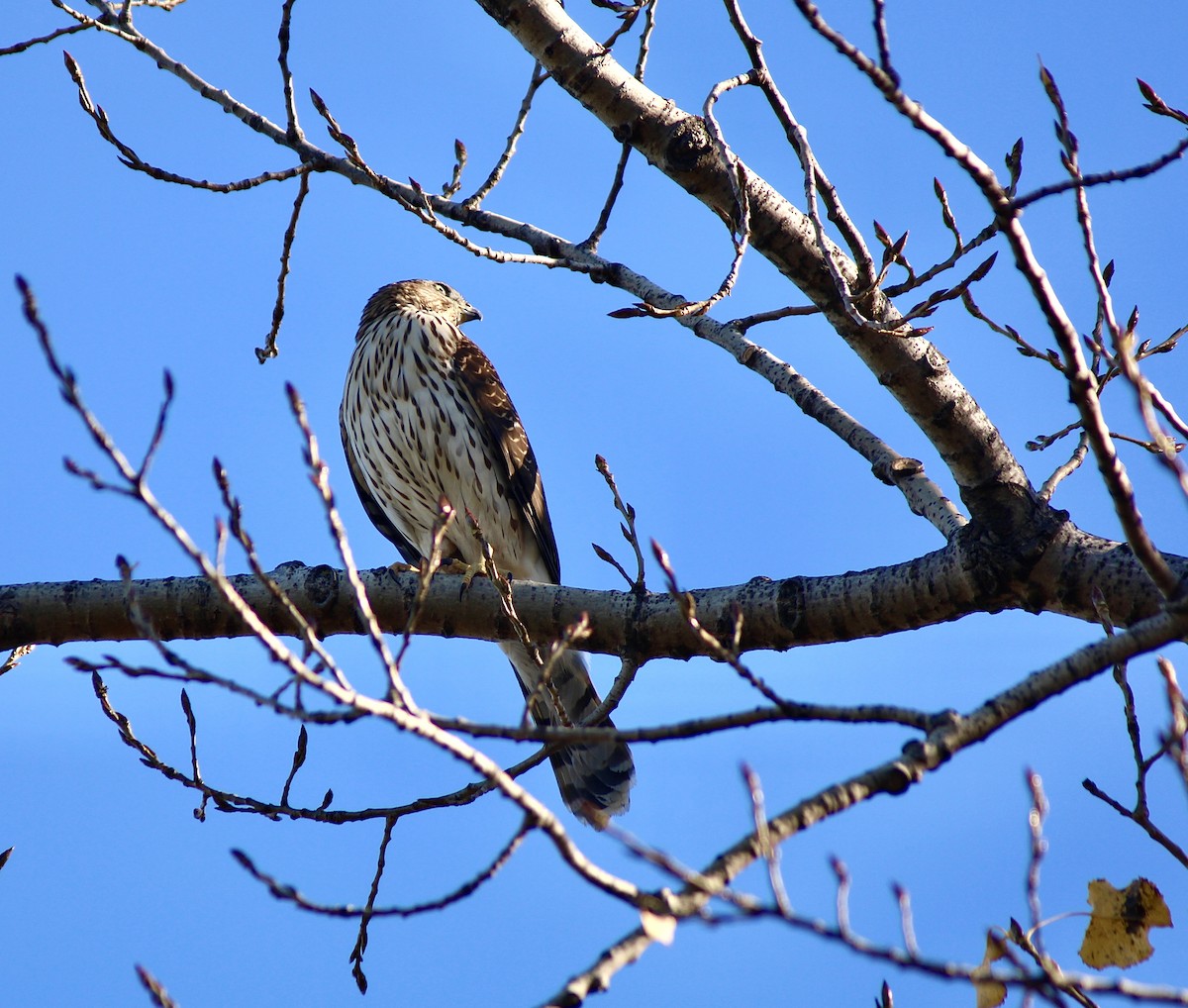 Cooper's Hawk - ML646007682