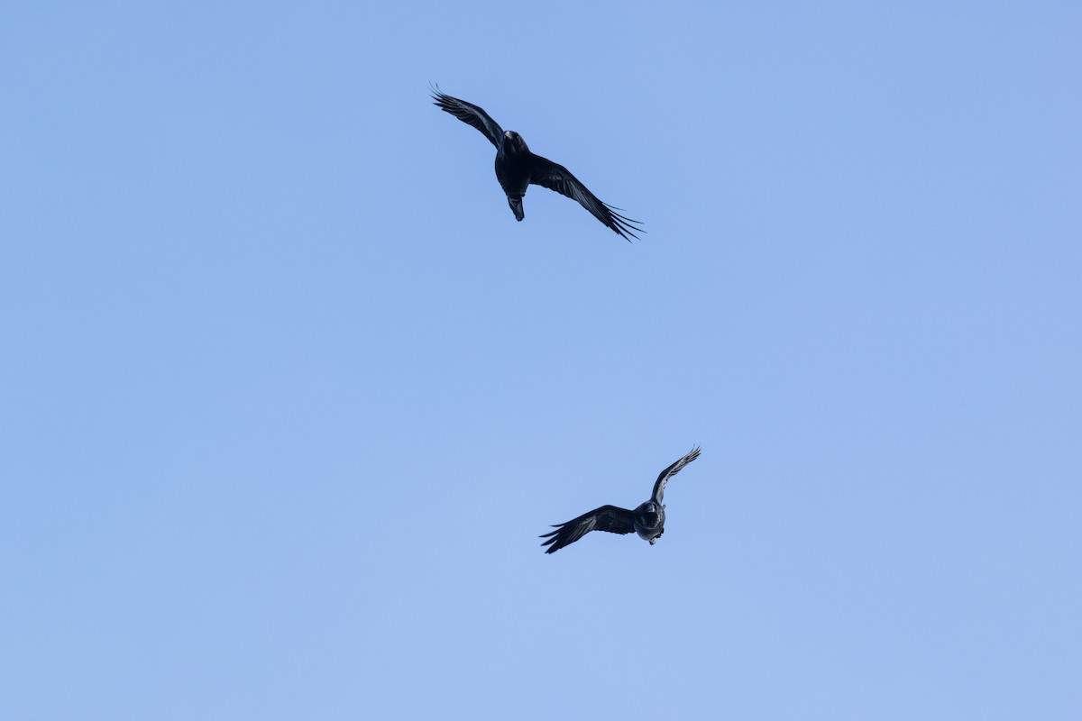 amerikakråke - ML646007685