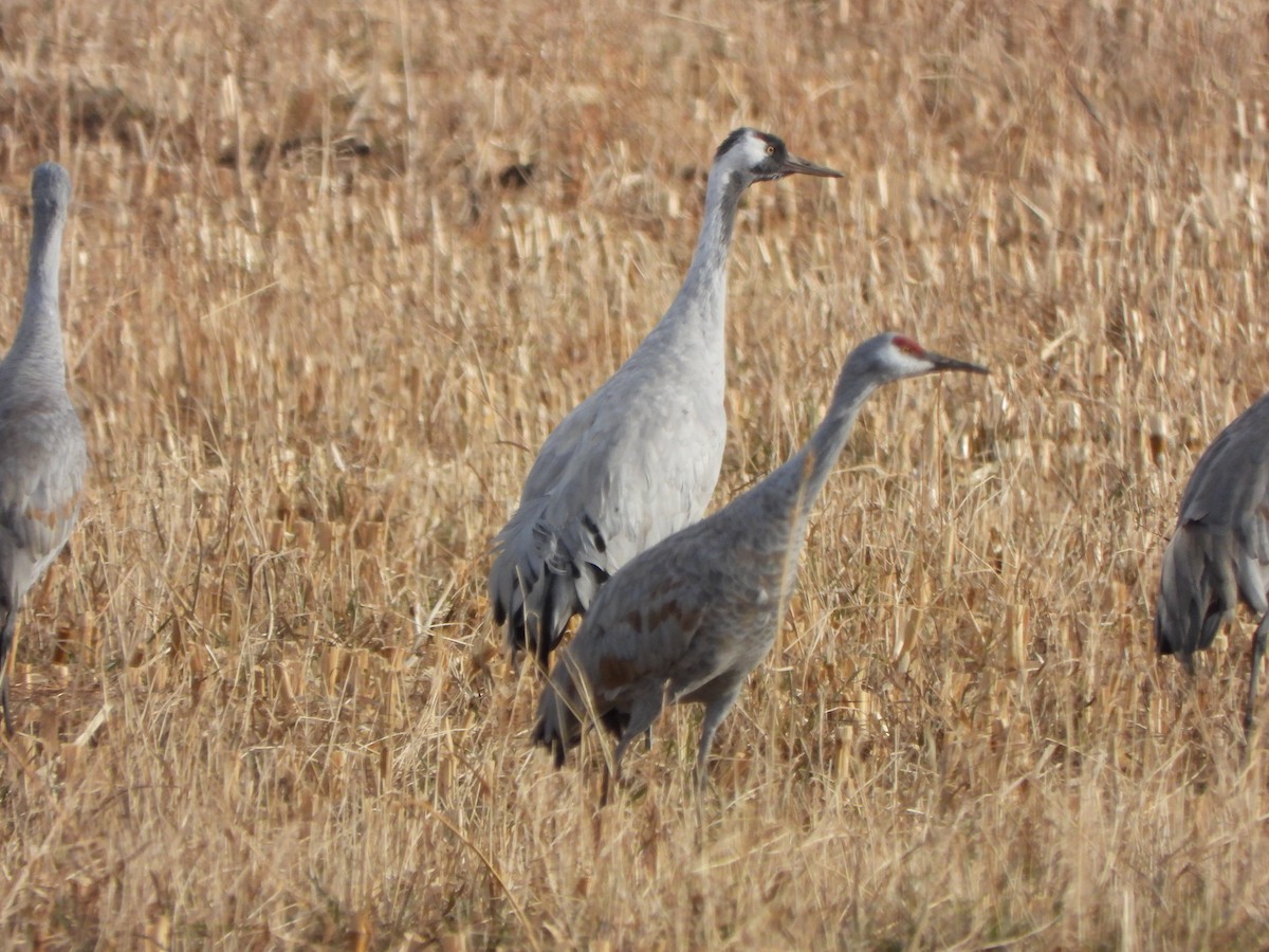 Kurrilo arrunta - ML646007687