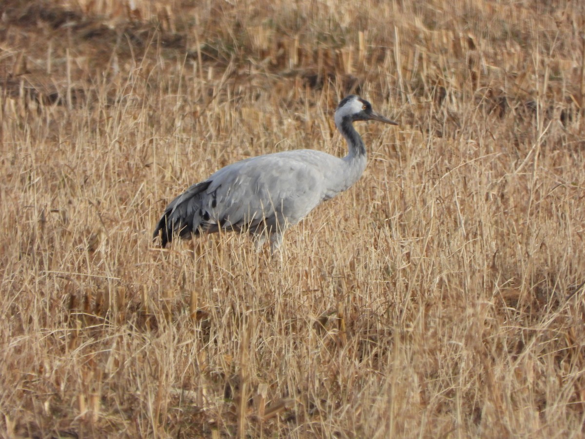 Kurrilo arrunta - ML646007688