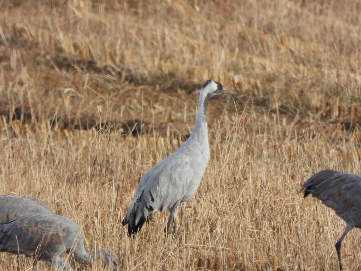 Kurrilo arrunta - ML646007689