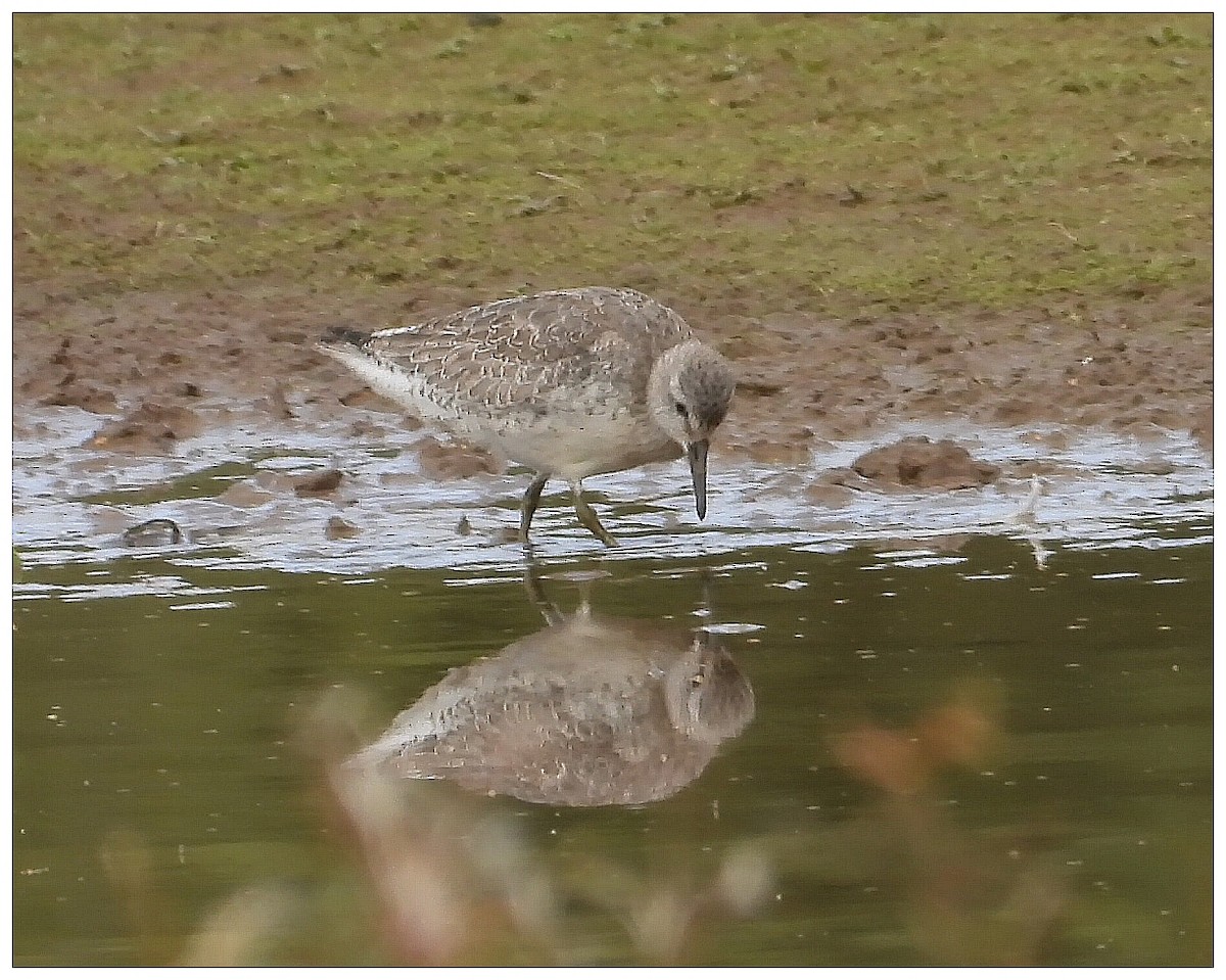 jespák rezavý - ML646007690