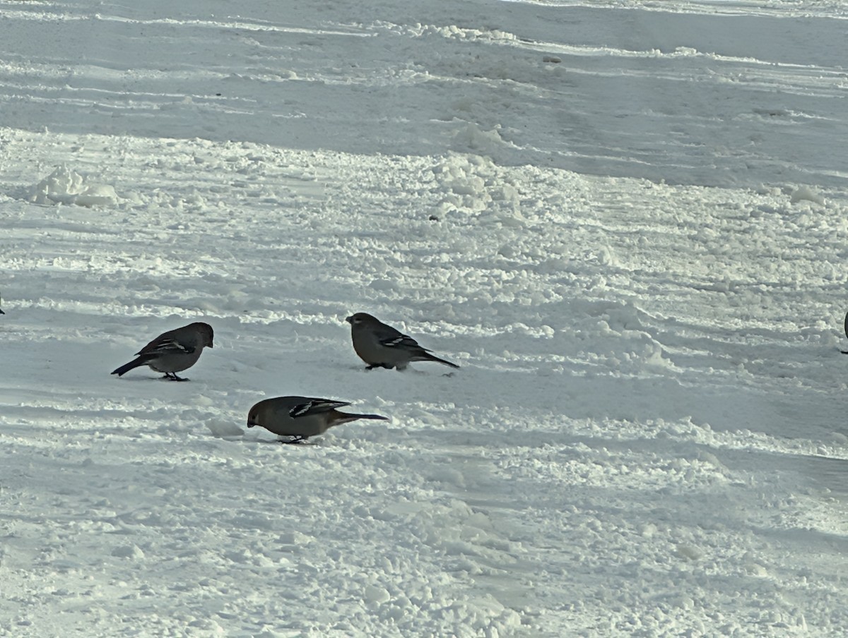 Pine Grosbeak - ML646007691