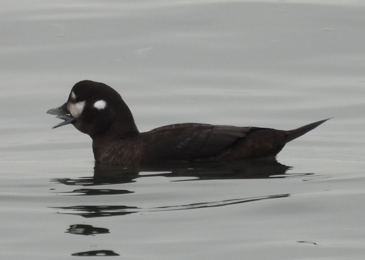 Harlequin Duck - ML646007693