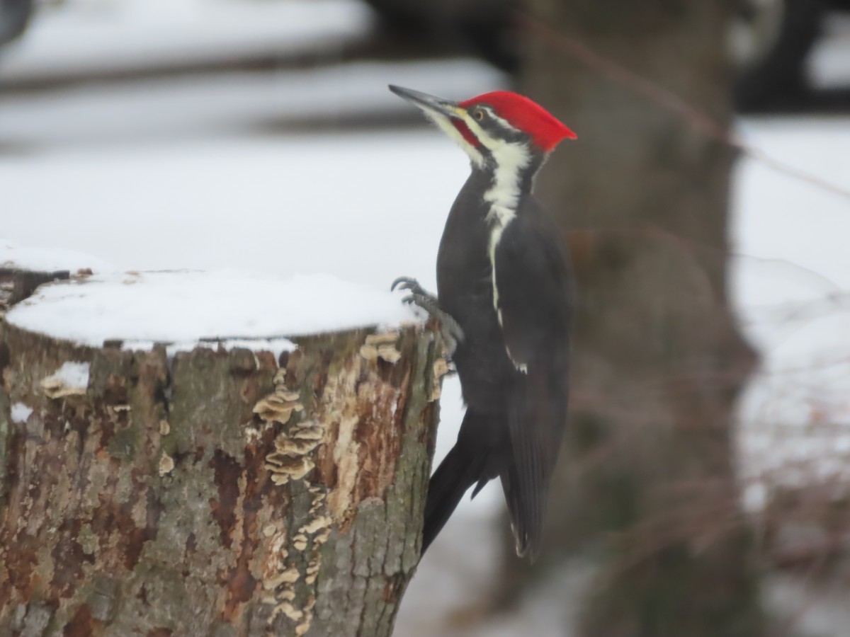 Жовна північна - ML646007695