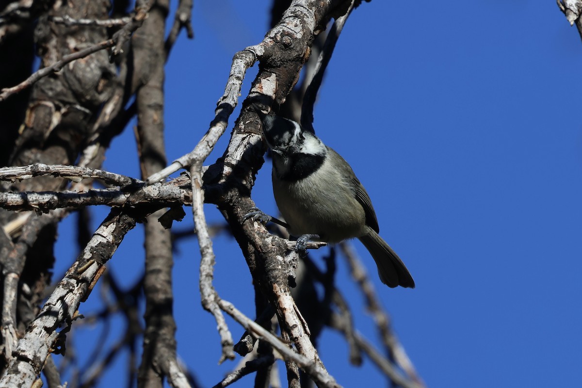 Bridled Titmouse - ML646007696