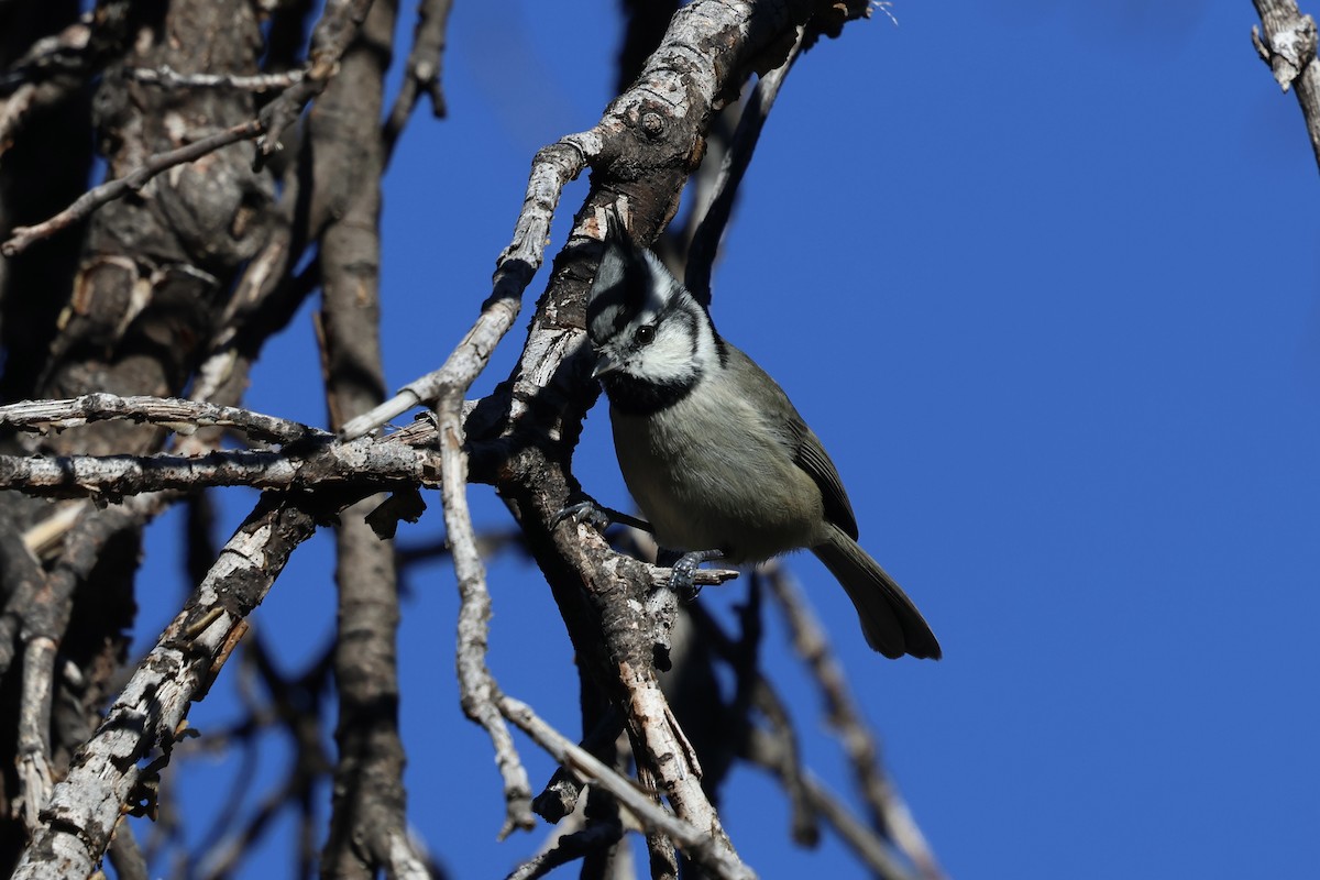 Bridled Titmouse - ML646007697