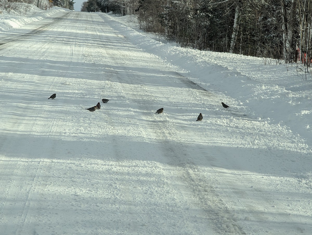 Pine Grosbeak - ML646007698