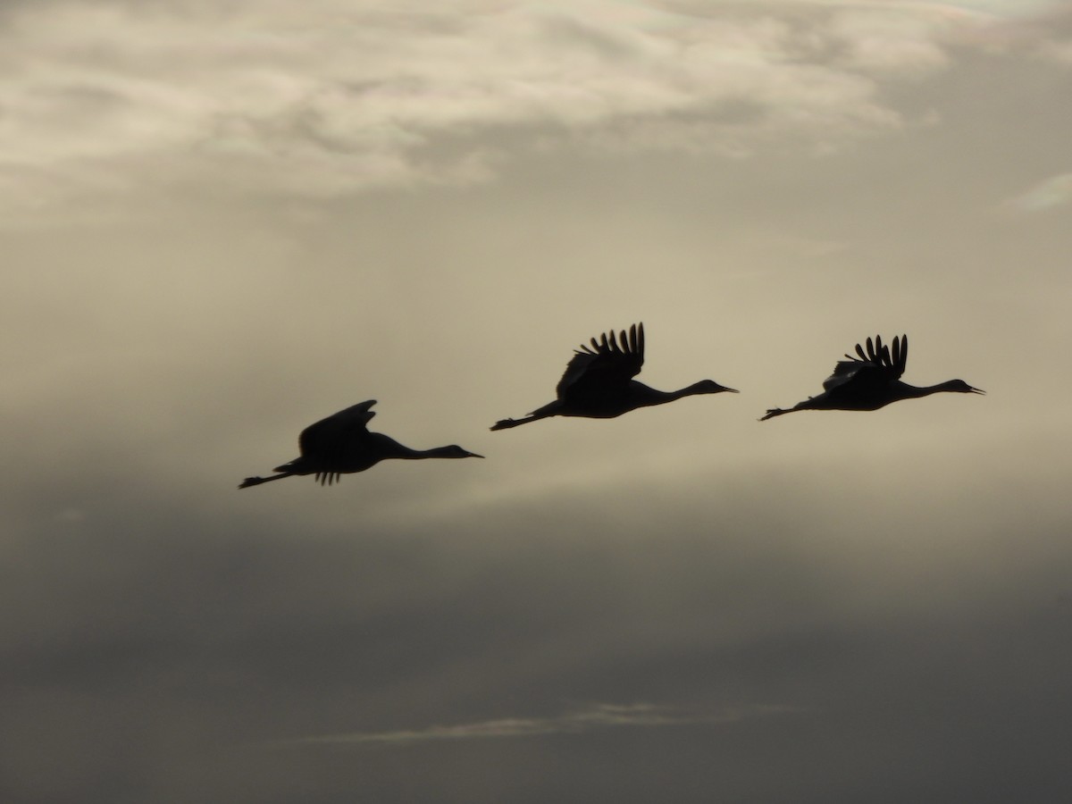 Kurrilo kanadarra - ML646007700