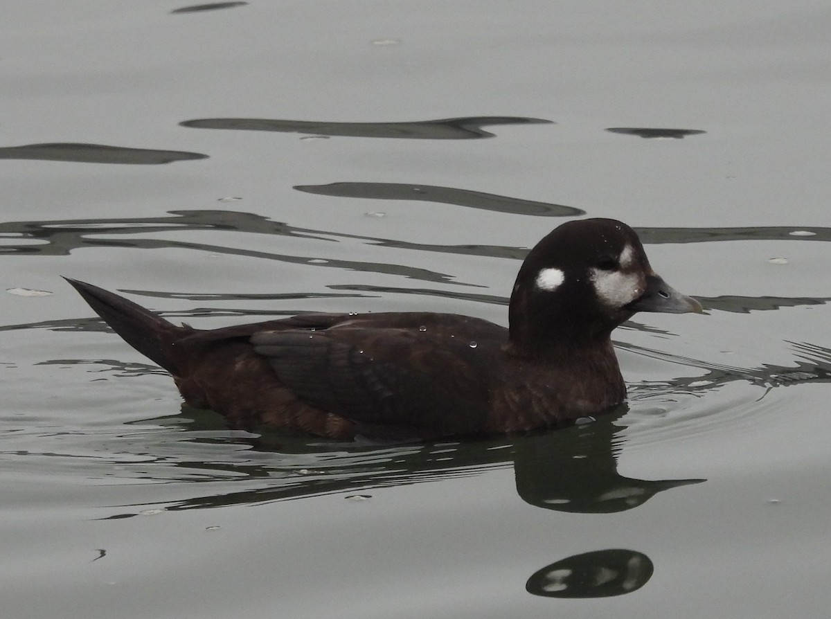 Harlequin Duck - ML646007701