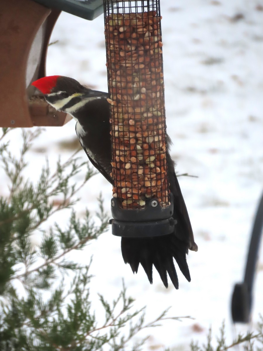 Жовна північна - ML646007711