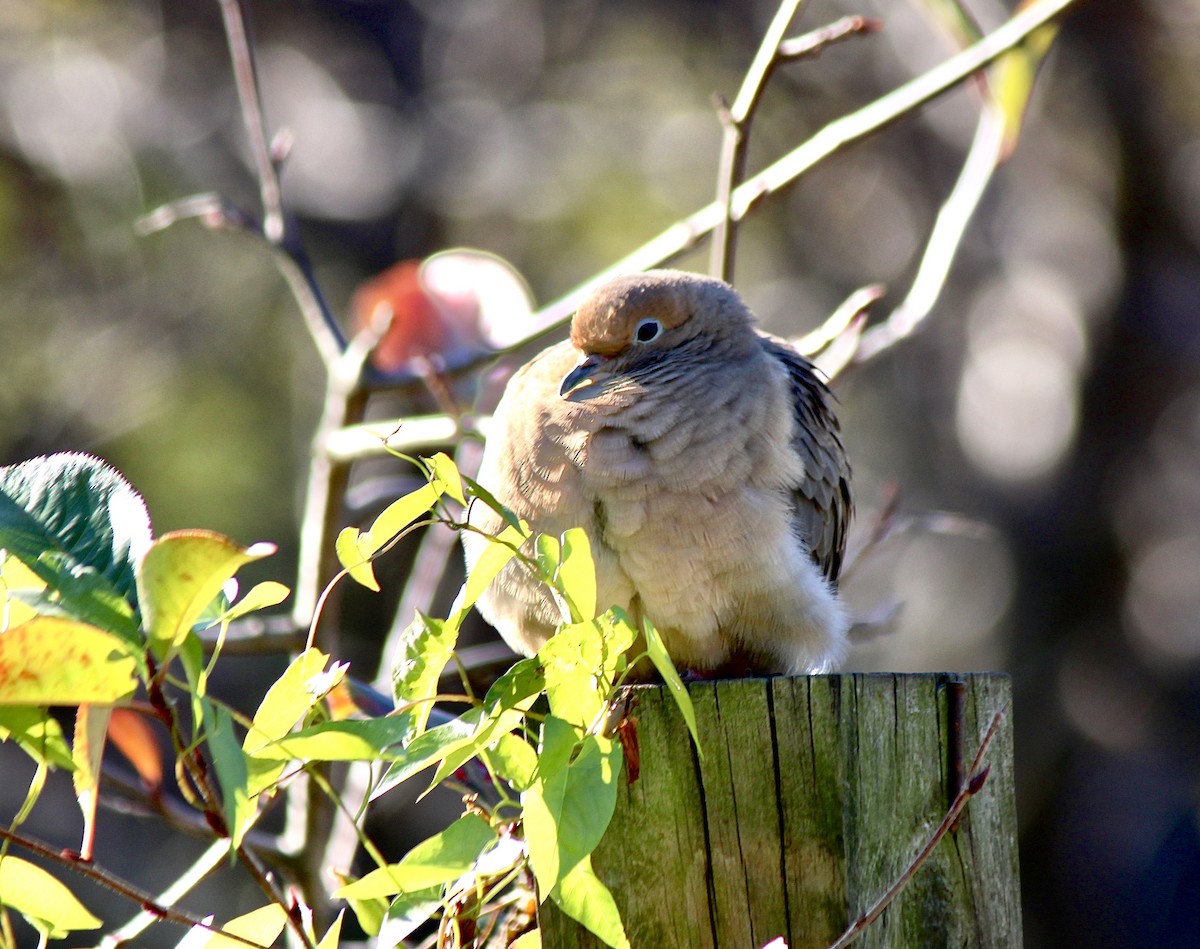 Mourning Dove - ML646007720