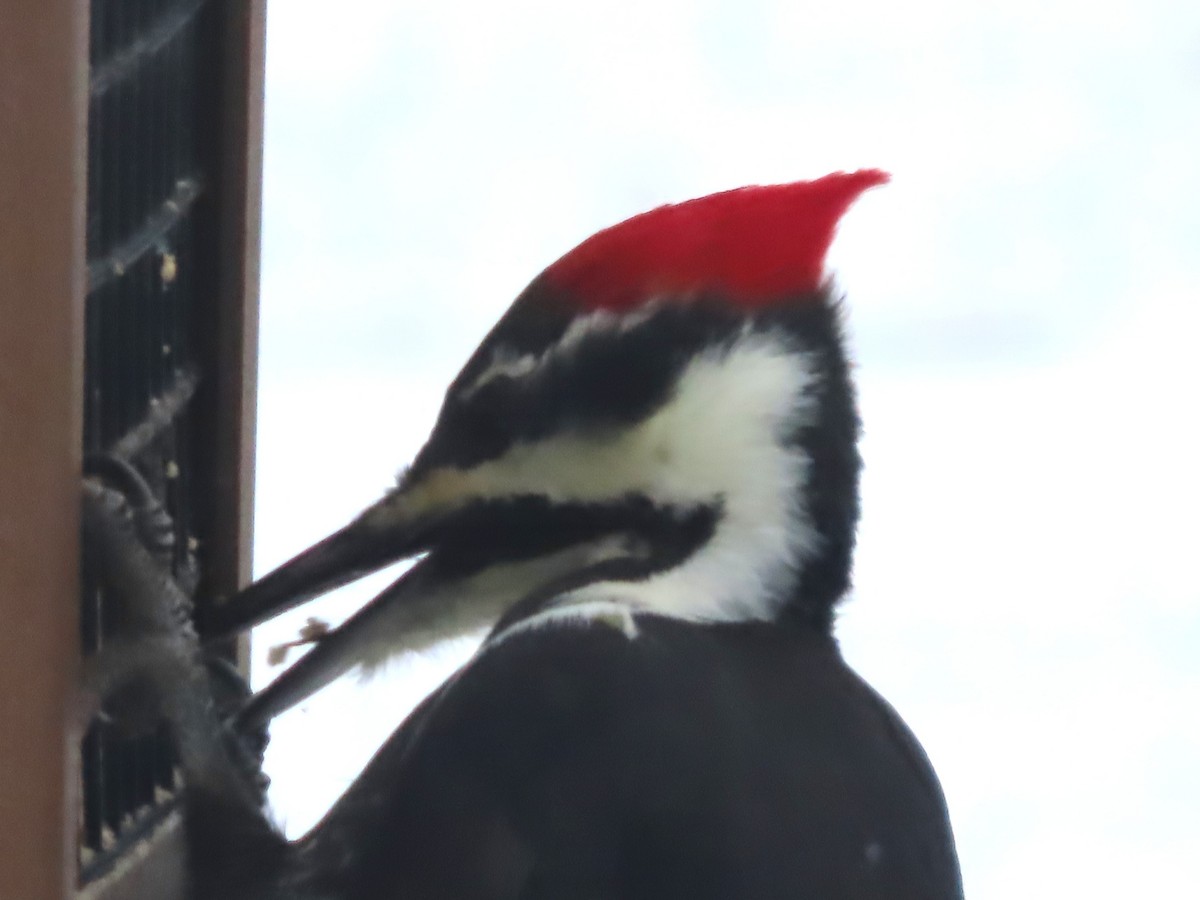 Жовна північна - ML646007722