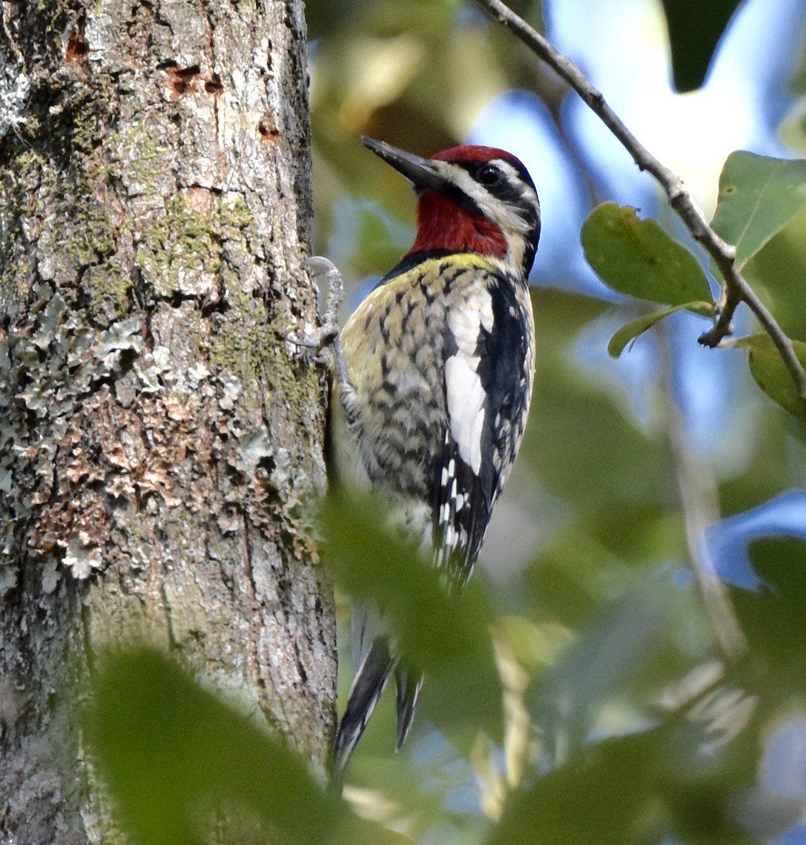 Yellow-bellied Sapsucker - ML646007728