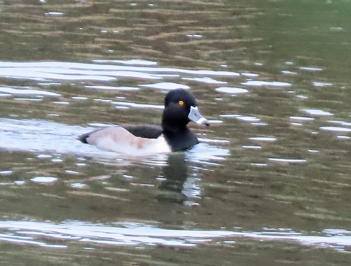 Ring-necked Duck - ML646007729