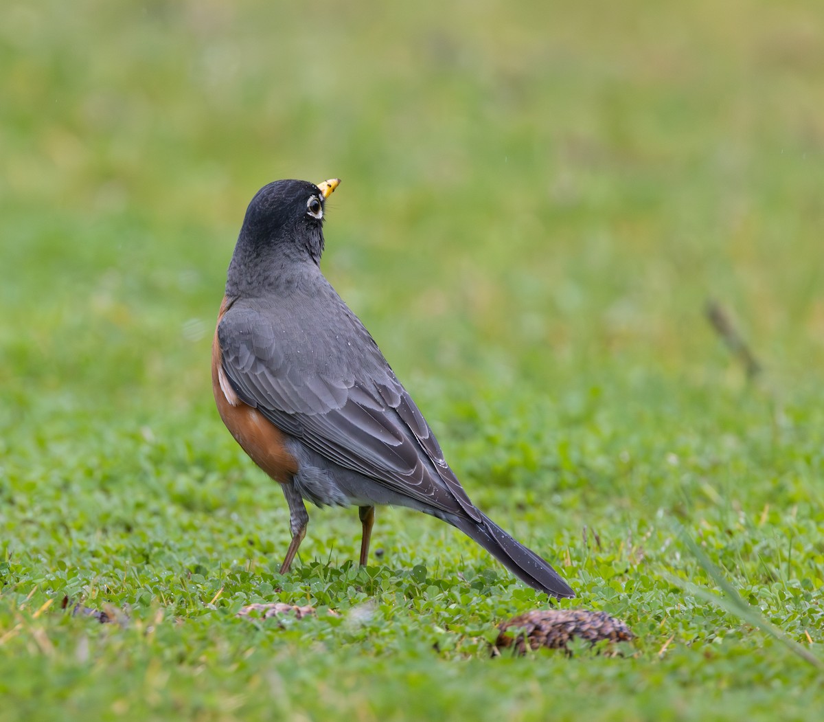 American Robin - ML646007751