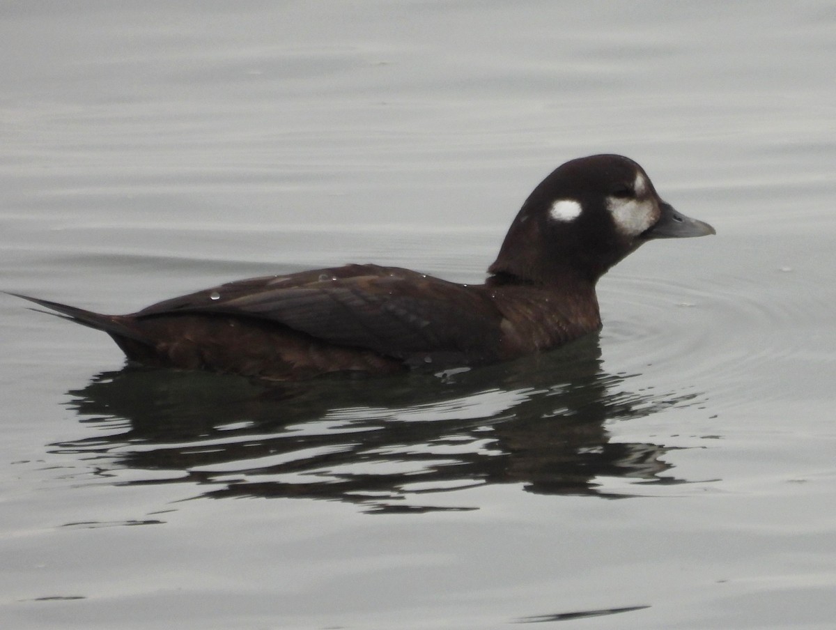 Harlequin Duck - ML646007755