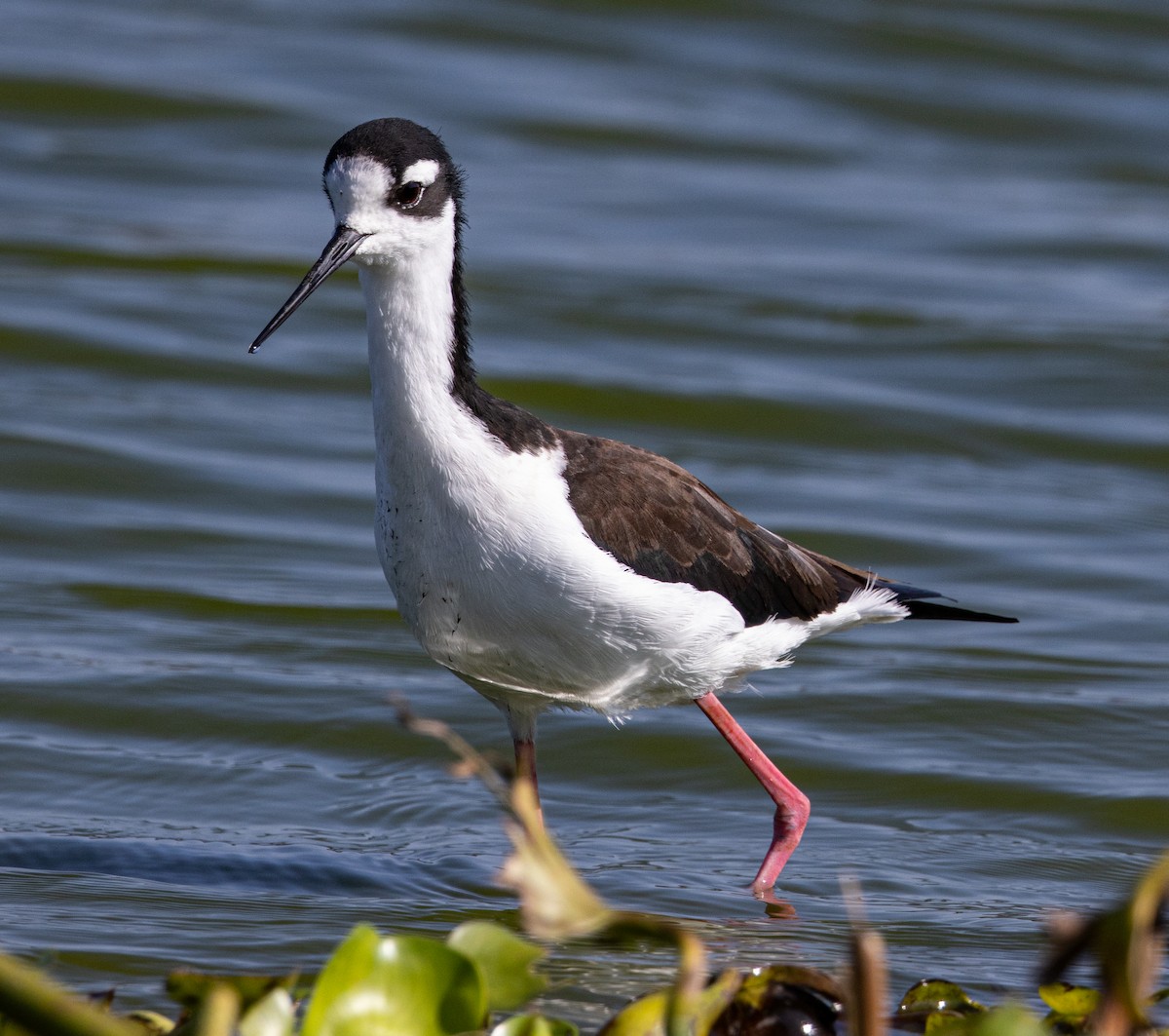 Black-necked Stilt - ML646007756