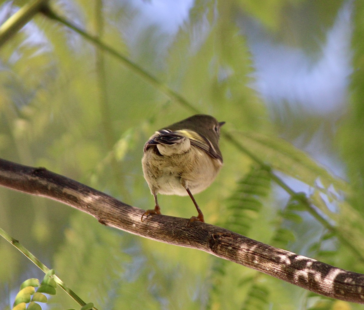 Ruby-crowned Kinglet - ML646007761