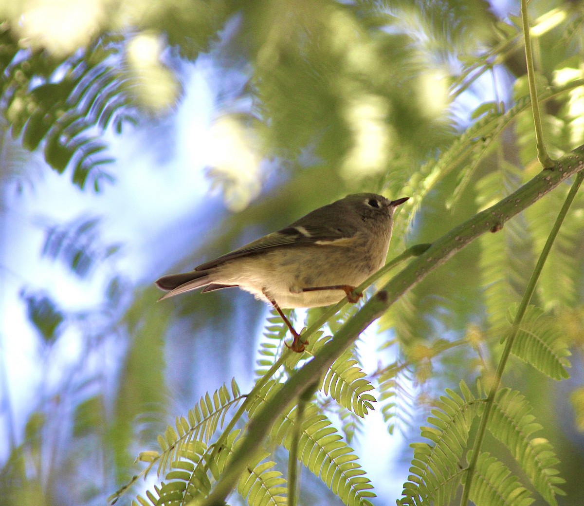 Ruby-crowned Kinglet - ML646007762