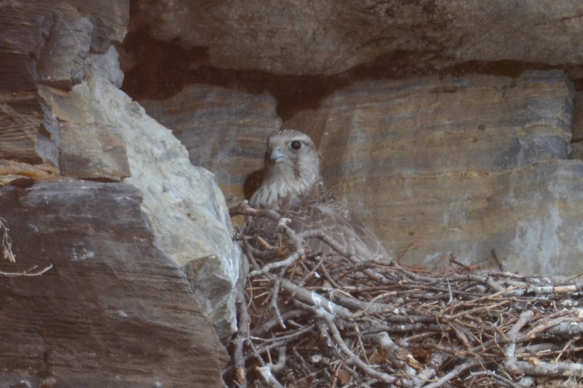 jaktfalk - ML646007764