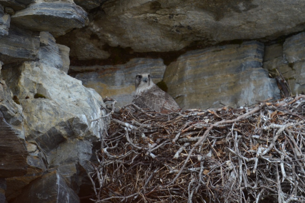 jaktfalk - ML646007767