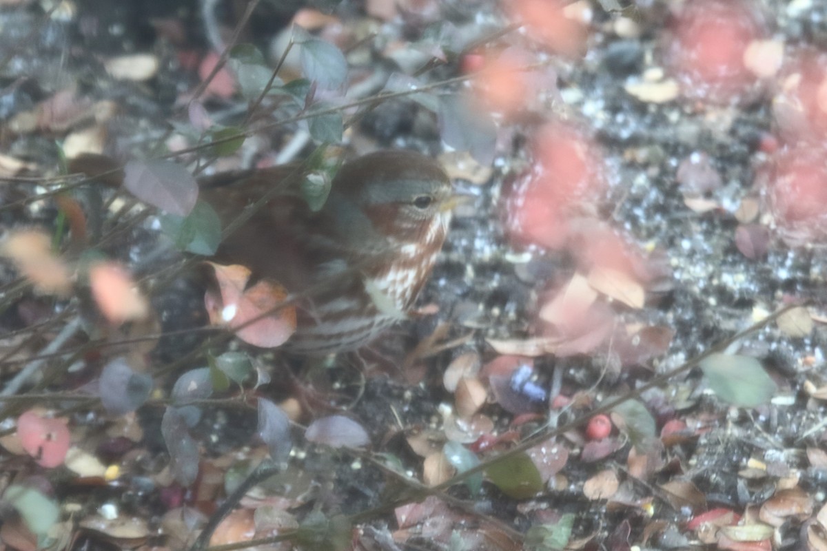 Chingolo Zorruno (iliaca/zaboria) - ML646007774