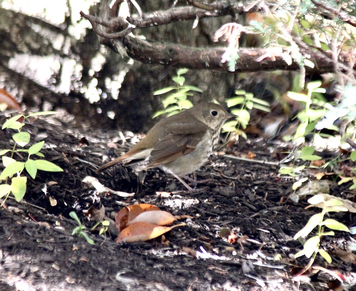 Hermit Thrush - ML646007775