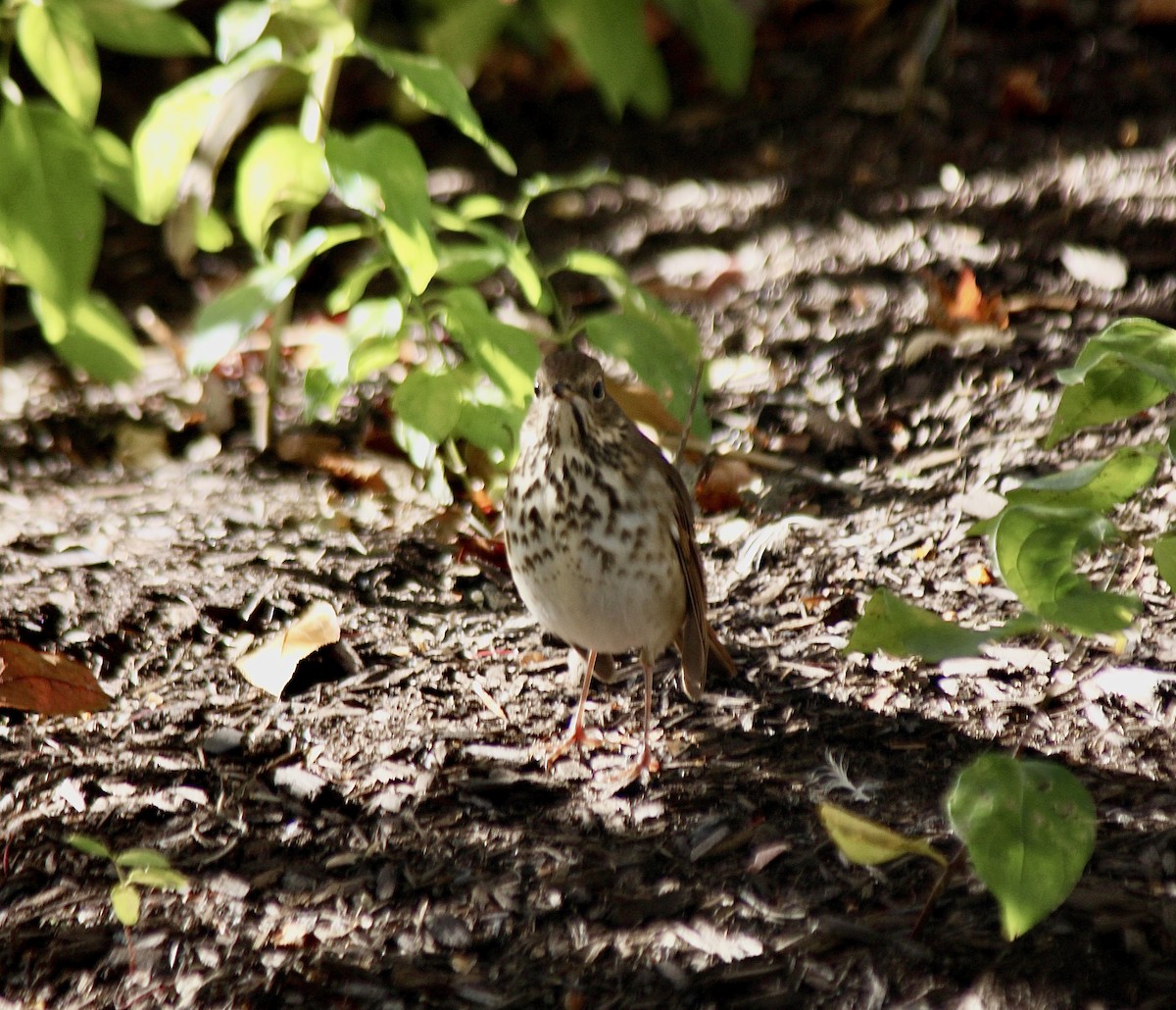 Hermit Thrush - ML646007776
