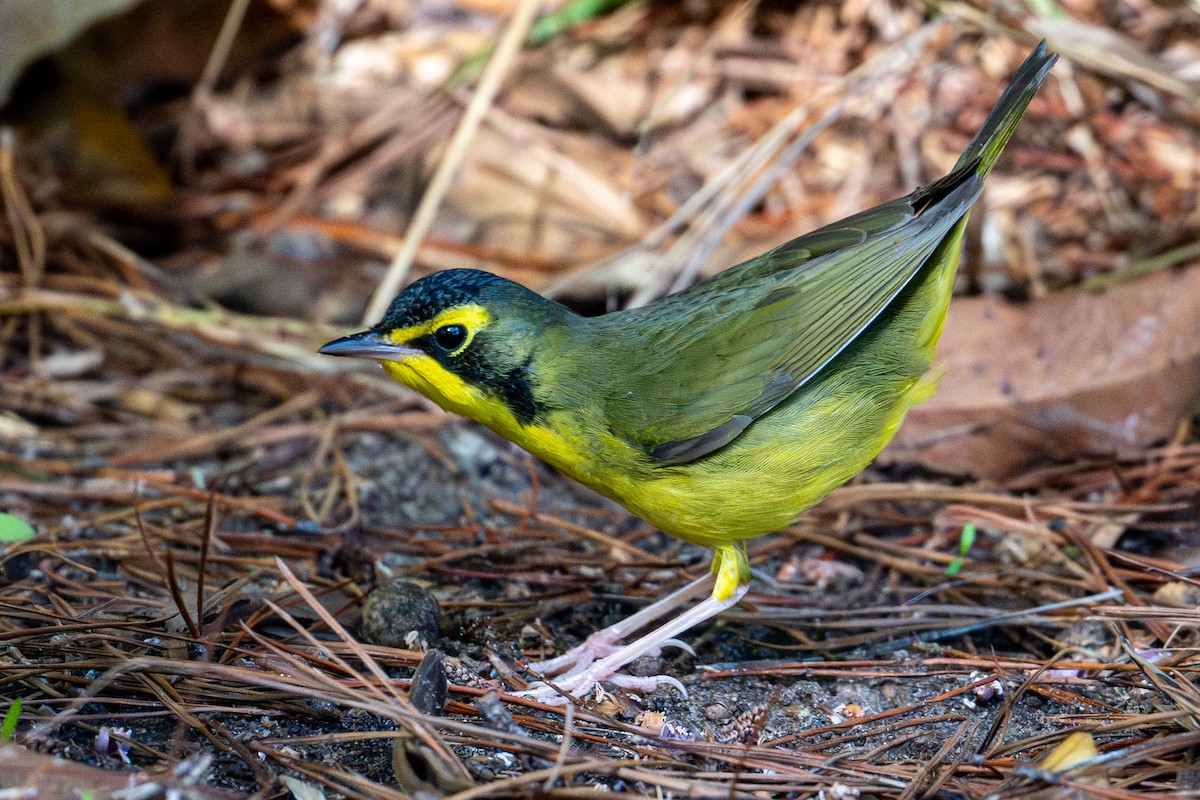 Reinita de Kentucky - ML646007783