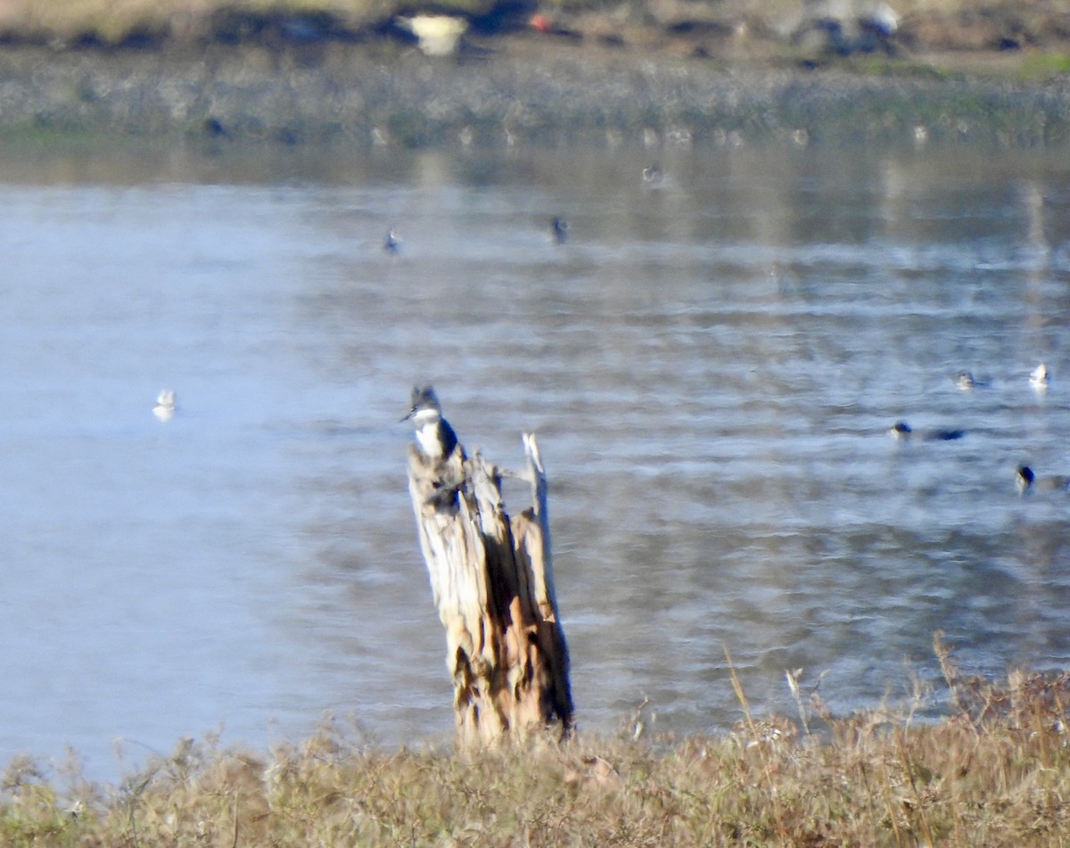 Belted Kingfisher - ML646007784