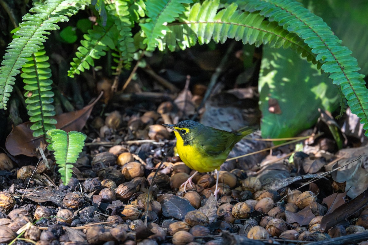 Reinita de Kentucky - ML646007785