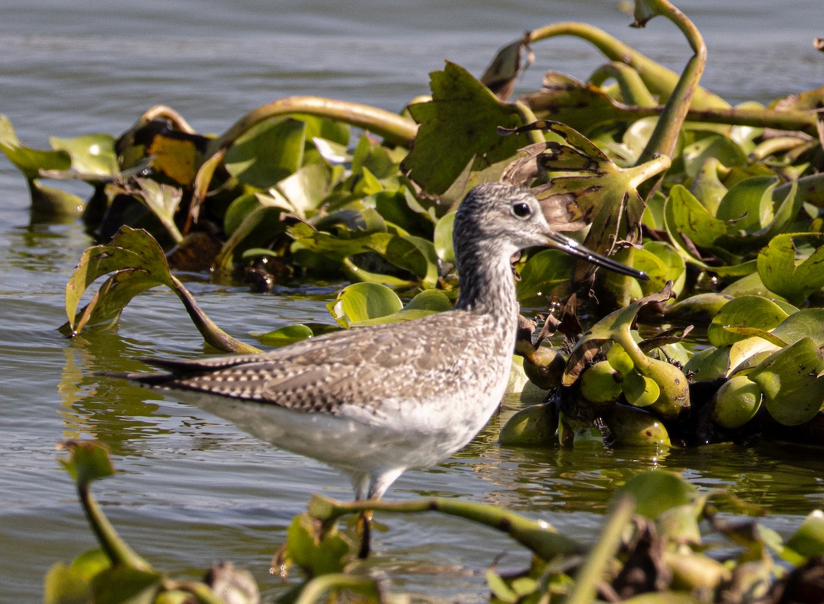 Greater Yellowlegs - ML646007802