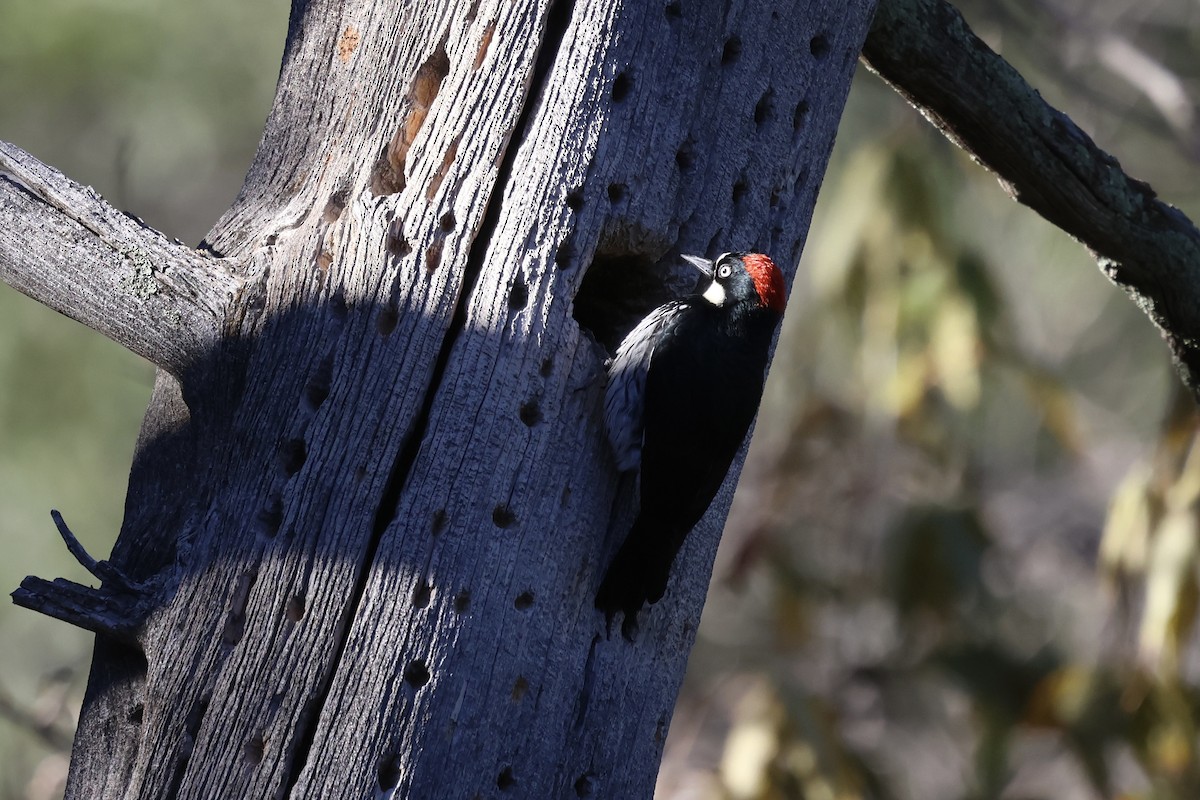 Acorn Woodpecker - ML646007810