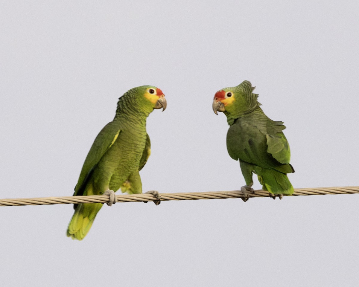 Red-lored Amazon - ML646007829