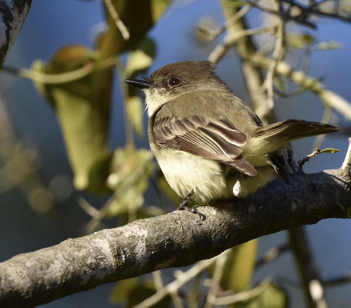 Eastern Phoebe - ML646007836