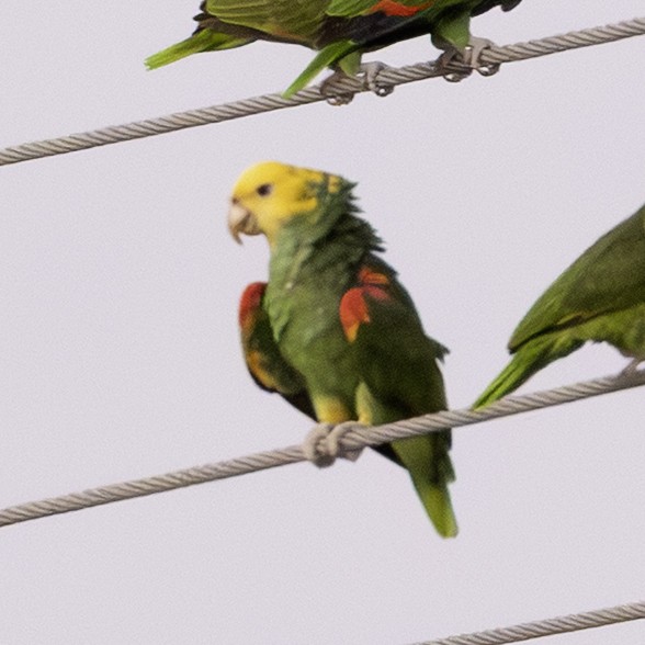 Gelbkopfamazone - ML646007837