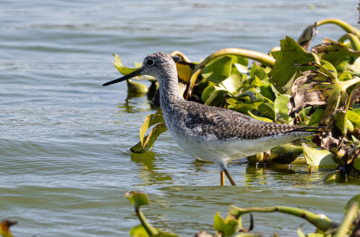 Greater Yellowlegs - ML646007838