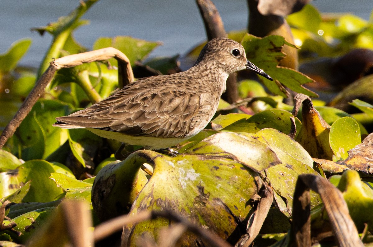 Least Sandpiper - ML646007856