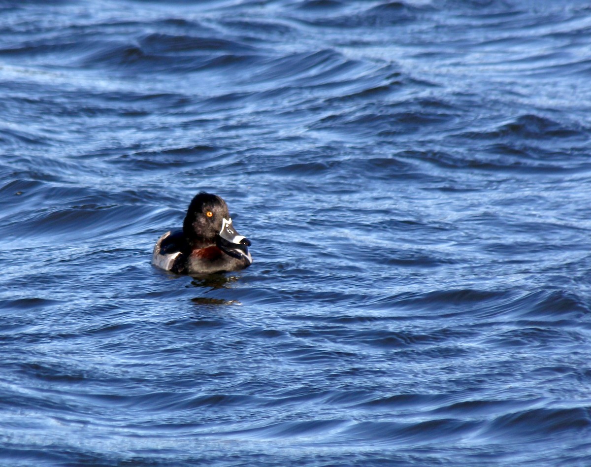 Ring-necked Duck - ML646007859