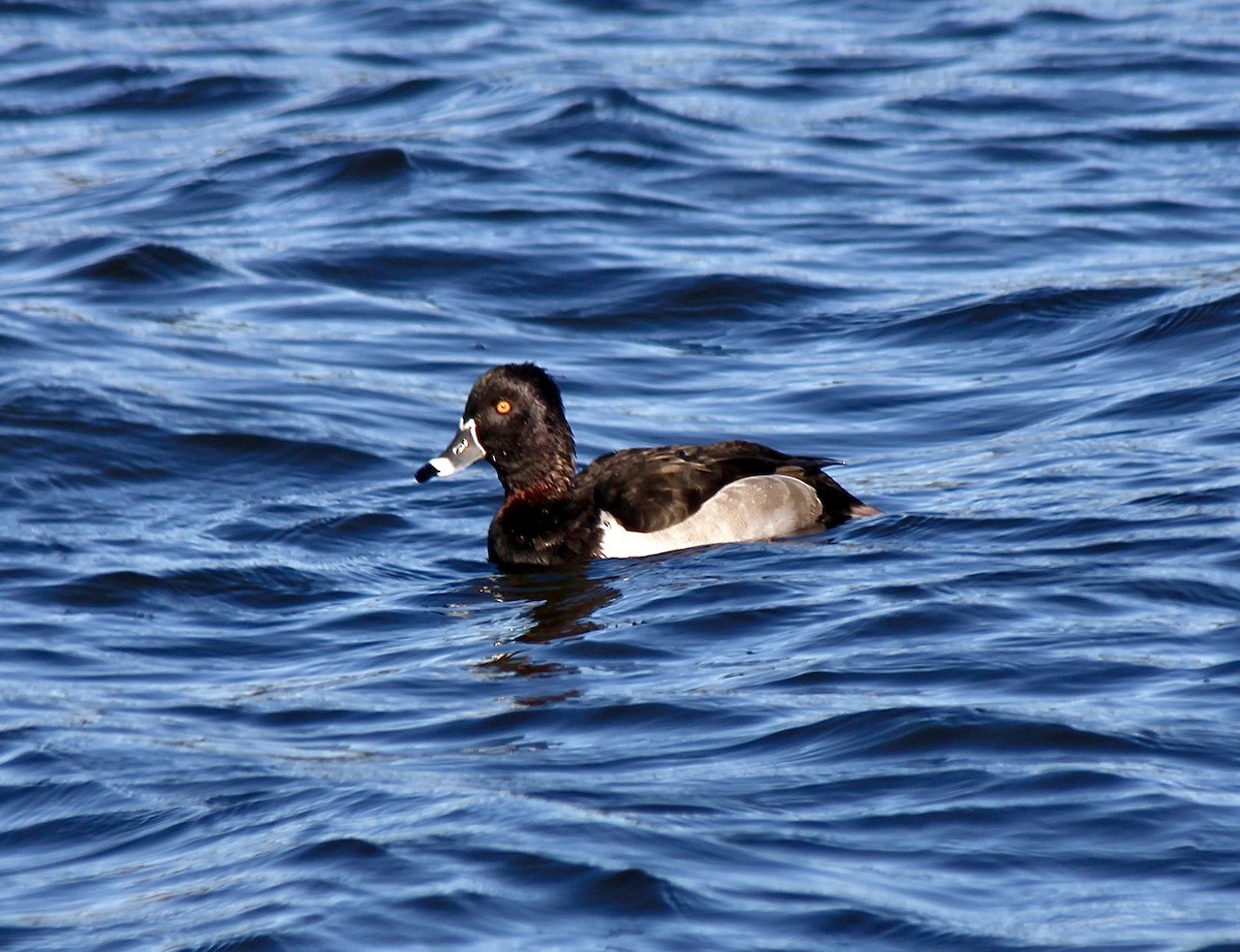 Ring-necked Duck - ML646007860