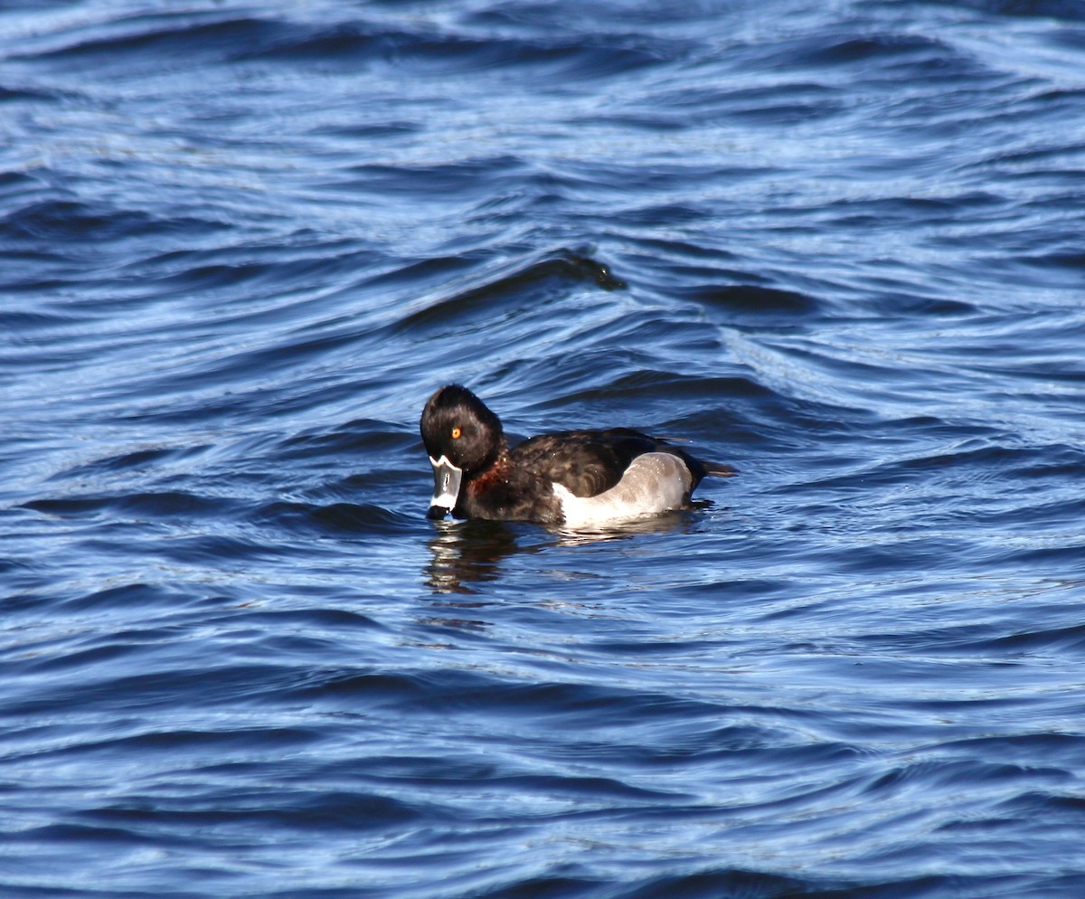 Ring-necked Duck - ML646007861
