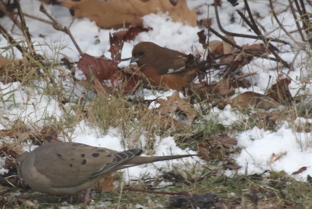Toquí Flanquirrufo - ML646007862