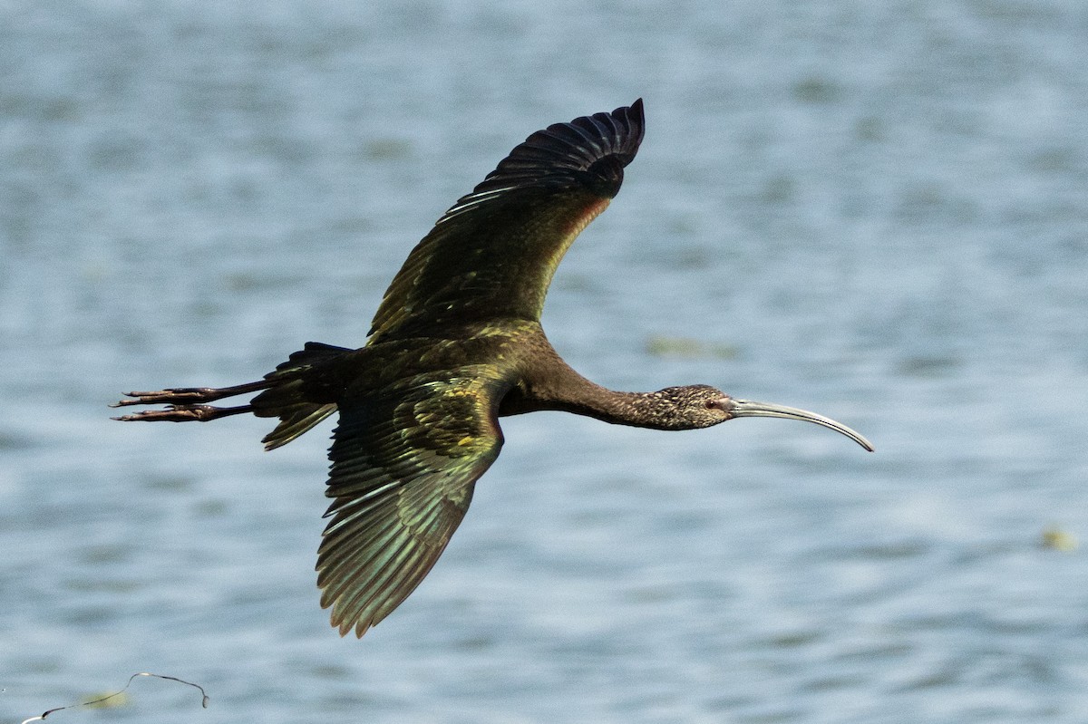 White-faced Ibis - ML646007863