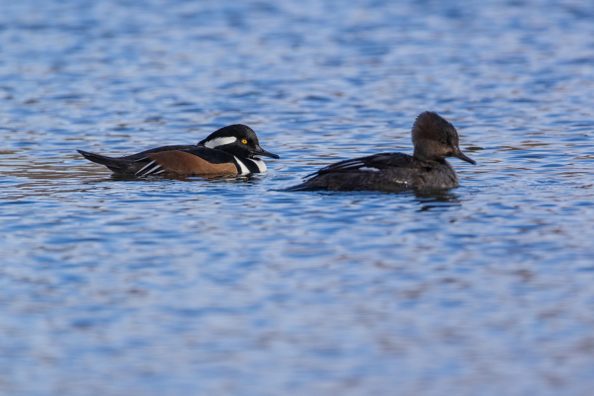 Hooded Merganser - ML646007865