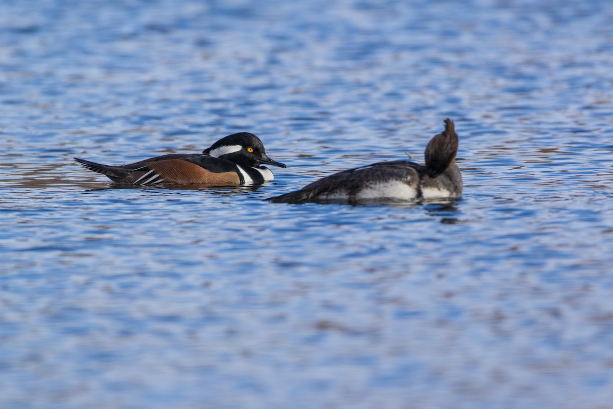 Hooded Merganser - ML646007866