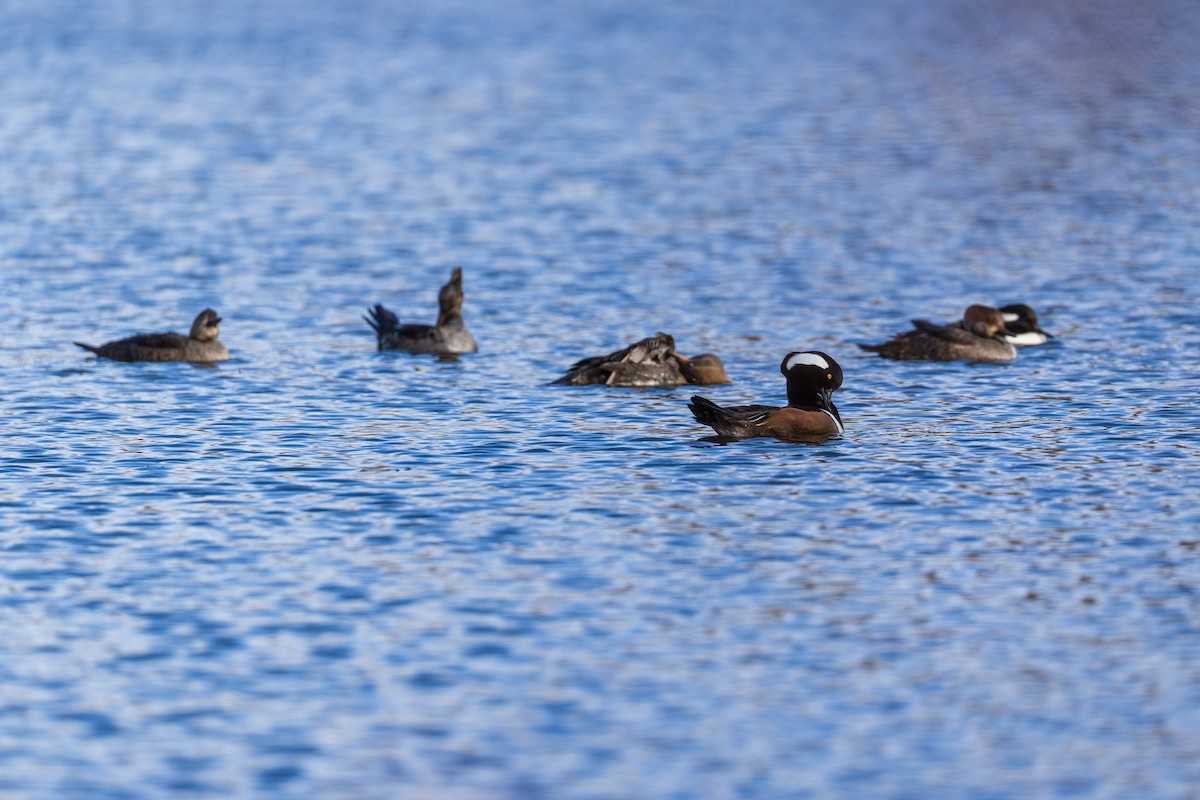 Hooded Merganser - ML646007867