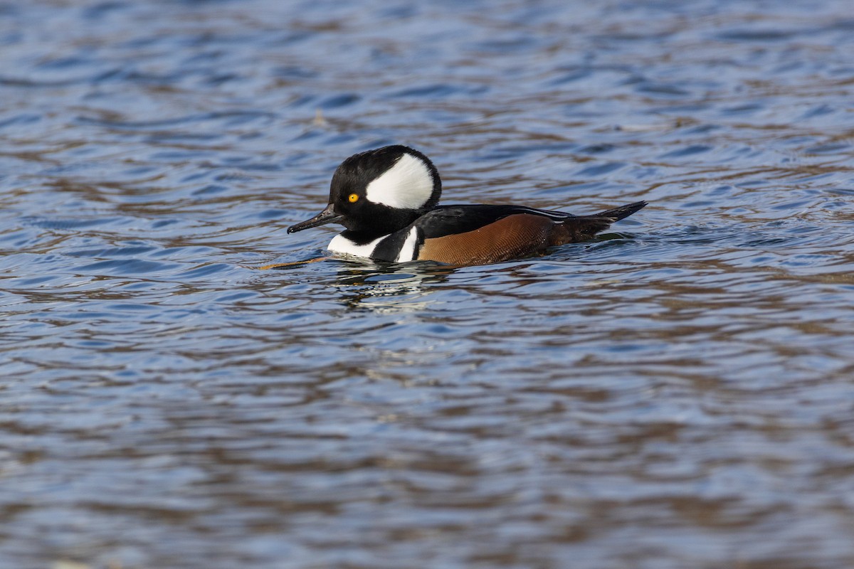 Hooded Merganser - ML646007868