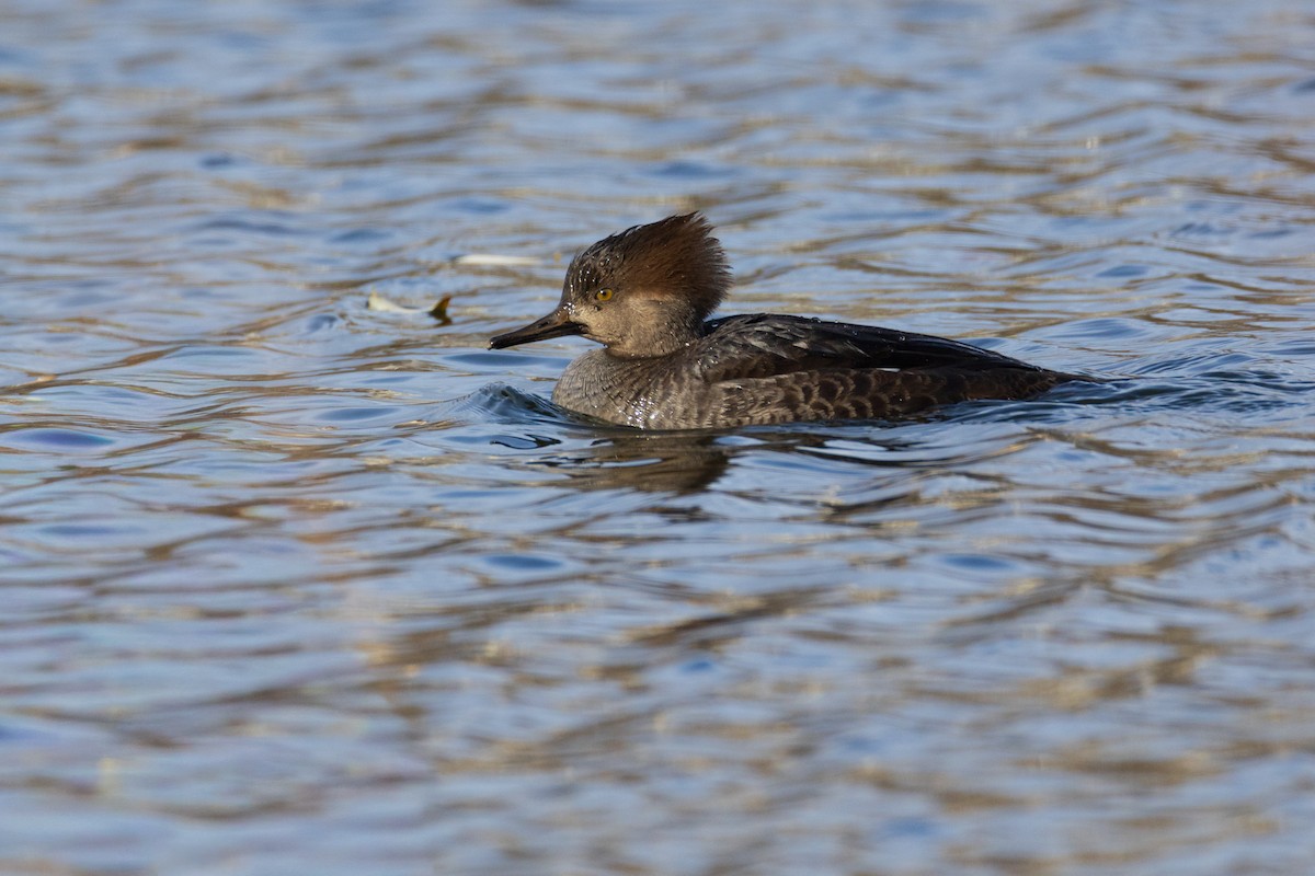 Hooded Merganser - ML646007869