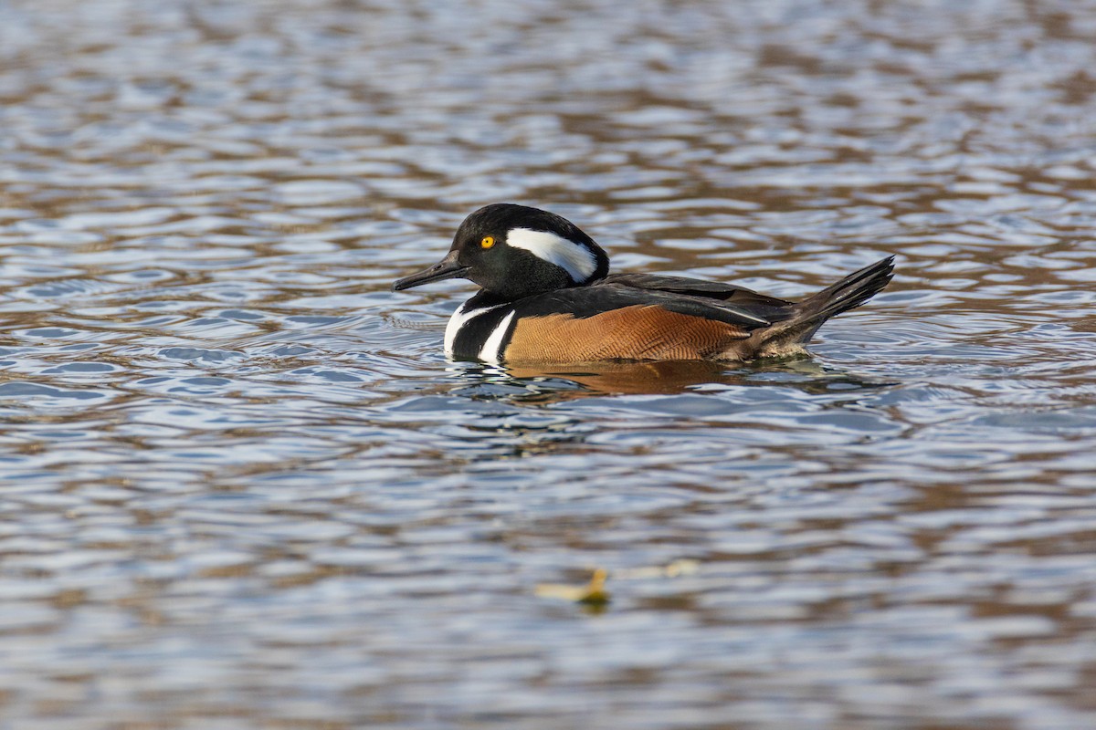Hooded Merganser - ML646007870